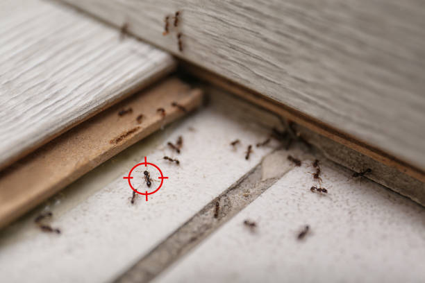 Best Pest Removal Services  in Wharton, NJ
