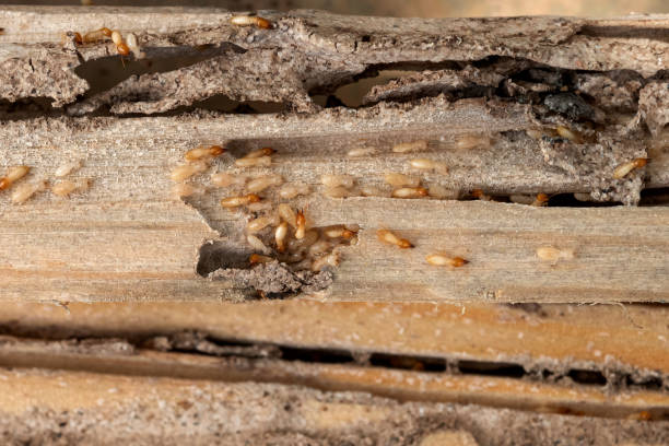 Bird Control in Wharton, NJ